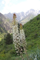Eremurus lactiflorus