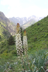 Eremurus lactiflorus