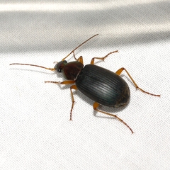 Chlaenius tricolor