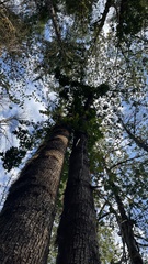 Daldinia concentrica