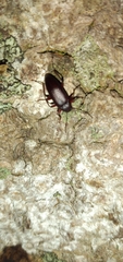 Alleculina