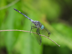 Micrathyria schumanni