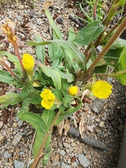 Oenothera villosa