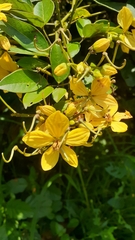 Cassia fistula