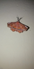 Lepidoptera