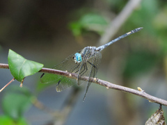 Micrathyria schumanni