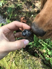 Daldinia concentrica