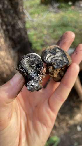 Representative image of Daldinia concentrica