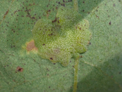 Andricus pattersonae