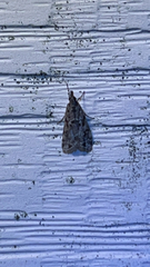 Eudonia heterosalis