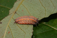Monoleuca semifascia