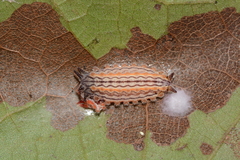 Monoleuca semifascia