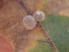 Cynips multipunctata