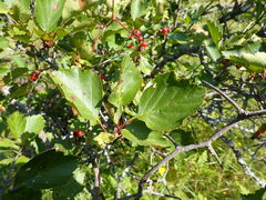 Crataegus chrysocarpa