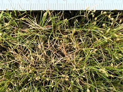 Eleocharis parvula