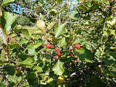 Crataegus chrysocarpa