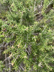 Melaleuca lanceolata