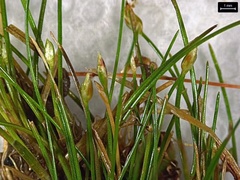 Eleocharis parvula