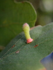 Atrusca clavuloides