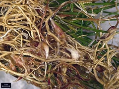 Eleocharis parvula