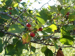 Crataegus chrysocarpa