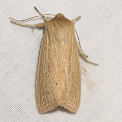 Mythimna oxygala