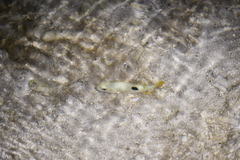 Lutjanus monostigma