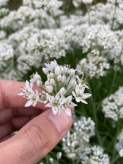 Allium tuberosum