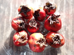 Crataegus chrysocarpa