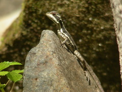 Basiliscus basiliscus
