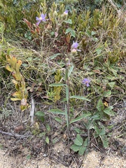 Eurybia spectabilis