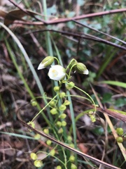 Drosera planchonii