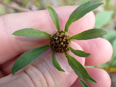 Bidens frondosa