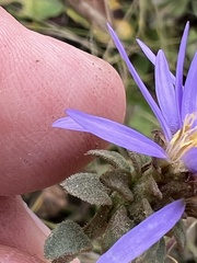 Eurybia spectabilis