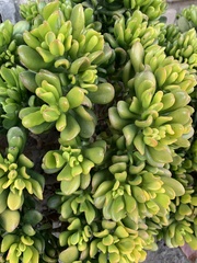 Crassula ovata