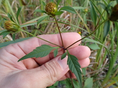 Bidens frondosa