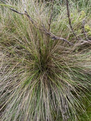 Poa labillardierei