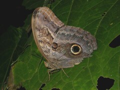Caligo