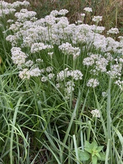 Allium tuberosum