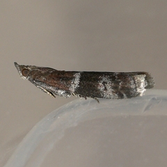 Moodna ostrinella