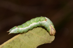 Hyparpax aurora