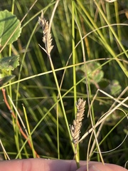 Carex stricta