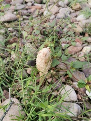 Podaxis