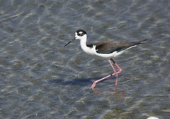 Himantopus mexicanus