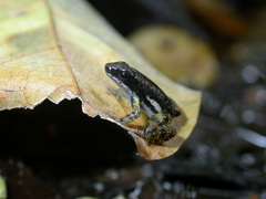 Dendrobatoidea