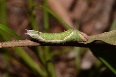 Hyparpax aurora