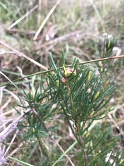 Ricinocarpos pinifolius