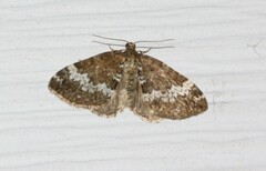 Perizoma alchemillata