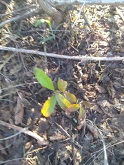 Sideroxylon lanuginosum