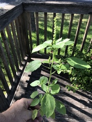 Acalypha ostryifolia